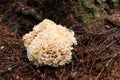 Sparassis crispa sometimes called cauliflower fungus Royalty Free Stock Photo