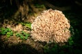 Sparassis crispa, species of forest fungus, edible mushroom Royalty Free Stock Photo