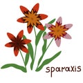 Sparaxis vector illustration Royalty Free Stock Photo