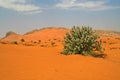 Spare vegetation with isolated tree in dry environment Royalty Free Stock Photo