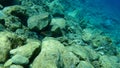 Sparisoma cretense, Mediterranean parrotfish.