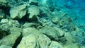 Sparisoma cretense, Mediterranean parrotfish.