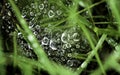 Sparkle rain on spider web