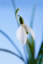 Sparkle snowdrop flower in morning dew studio Royalty Free Stock Photo