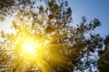 Sparkle sun push throug pine tree branches Royalty Free Stock Photo