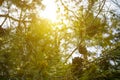 Sparkle sun push throug pine tree branches Royalty Free Stock Photo
