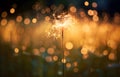 sparkler light burn on bokeh background