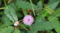 Sparkles pink wildflower with pretty greens