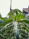 Sparkling Castrol leafs in a day after rain