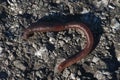 Sparkling big earthworm on road