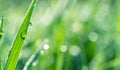 Sparkling dew drop on the green grass leaf close-up. Purity and freshness concept. Blurred gren nature background Royalty Free Stock Photo