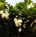 Sparkling and eye catching white Champa flowers on a sunny day