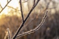 Sparkling frost on the branches