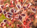 Sparkling frost on red leaves in the sunshine