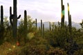 Sparkling Giant Saguaro Cactus and Mountains Near Sunset Royalty Free Stock Photo