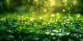 Sparkling Green Bokeh with Glittering Clover Confetti Ideal for St Patrick\'s Day. Concept St Patrick\'s Day, Green Bokeh,