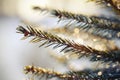 The sparkling ice drops on fir-tree branches. Royalty Free Stock Photo