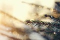 The sparkling ice drops on fir-tree branches. Royalty Free Stock Photo