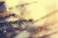 Sparkling ice drops on fir-tree branches. Royalty Free Stock Photo