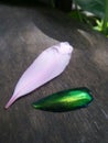 Sparkling Jewel beetles wing and soft pink flower pedal on wooden background Royalty Free Stock Photo