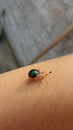 Sparkling ladybug on the skin of a human Royalty Free Stock Photo