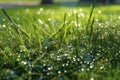 Sparkling morning dew on a patch of green grass, accentuating the connection between chlorophyll, water, and the natural
