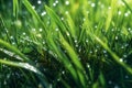 Sparkling morning dew on a patch of green grass, accentuating the connection between chlorophyll, water, and the natural