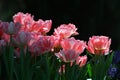 Sparkling Pink tulip with dark background