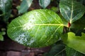 Sparkling rain water droplets on green leaf. Glowing drops from sun light. Beautiful leaf texture in nature. Raining outdoors. Big Royalty Free Stock Photo