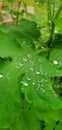 Sparkling raindrops calmly laying on a leaf.