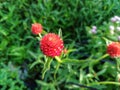 The Sparkling Red Gomphrena Haageana (Globe Amaranth)