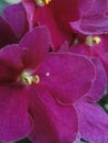 Shining flowers Saintpaulia African Violet Flowers purple pink fuchsia