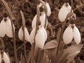 Sparkling snowdrops in its natural habitat. Sepia colour photo picture in retro rustic style.