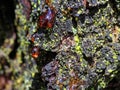 Red resin drop at gnarled gum tree bark close-up Royalty Free Stock Photo