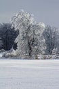 Sparkling Trees In A Farm Field After Freezing Rain Storm Royalty Free Stock Photo