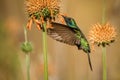 Sparkling violet-ear, Colibri coruscans, hovering next to orange flower, bird from high altitudes, machu picchu