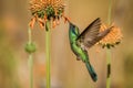 Sparkling violet-ear, Colibri coruscans, hovering next to orange flower, bird from high altitudes, machu picchu