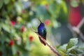 Sparkling violetear (Colibri coruscans), Rogitama Biodiversidad, Colombia