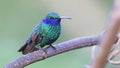 Sparkling violetear, colorful hummingbird of Colombia