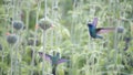 Sparkling violetear hummingbirds