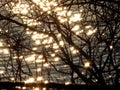 Sparkling water seen through branches