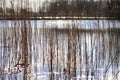 Sparkling Water - Somerset Wetland Reed Beds