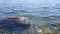 Seabed with pitfalls and seaweed, close up