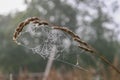 Sparkling web on a spikelet with a blurred background.