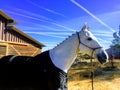 Sparkling white show horse wearing black sheet with plaits posed in front of barn Royalty Free Stock Photo