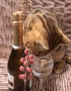 Sparkling wine, an empty glass and a cat Royalty Free Stock Photo