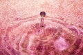 Sparkly Pink Water With Droplet in Motion