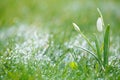 Sparkly snowdrop flower with snow, very soft tiny focus, perfect Royalty Free Stock Photo