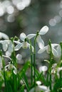 Sparkly snowdrop flower soft focus, perfect for postcard Royalty Free Stock Photo