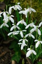 Sparkly snowdrop flower soft focus, perfect for postcard Royalty Free Stock Photo